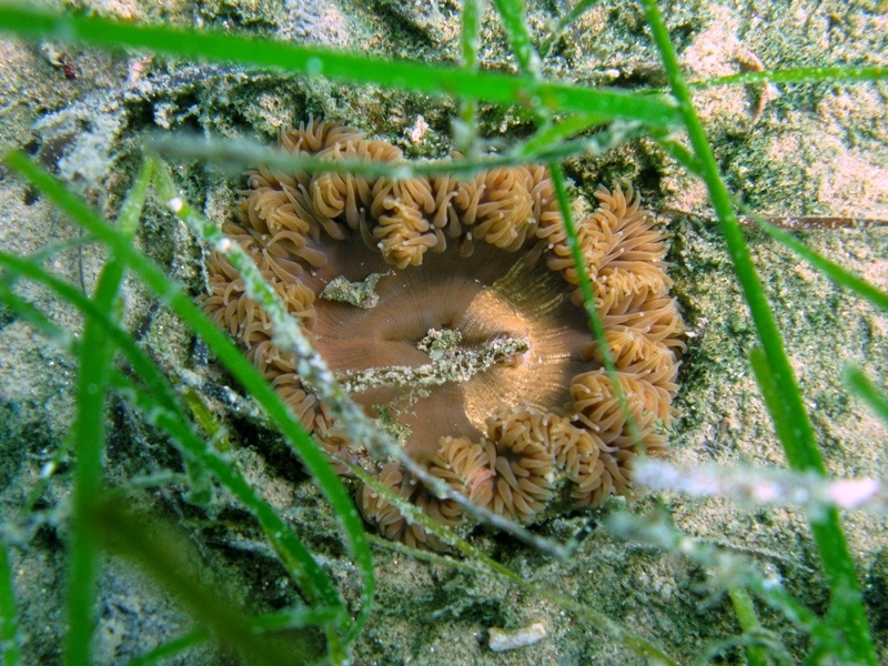 Cereus pedunculatus